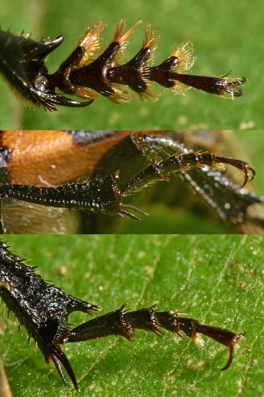 Silphidae: Nicrophorus interruptus